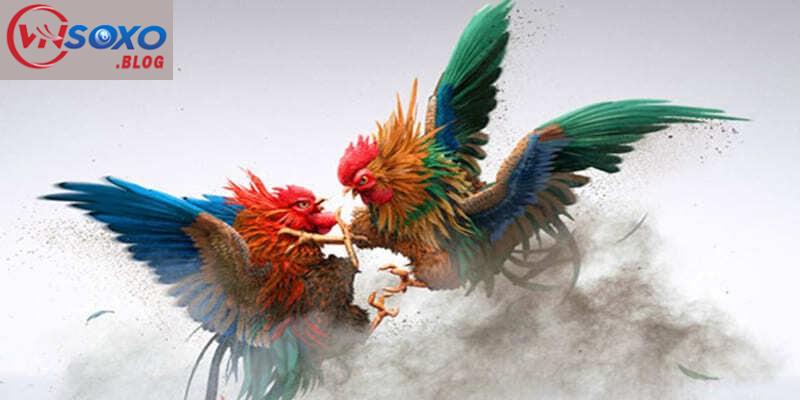 Các yếu tố tạo nên sức hấp dẫn của đá gà VNSOXO